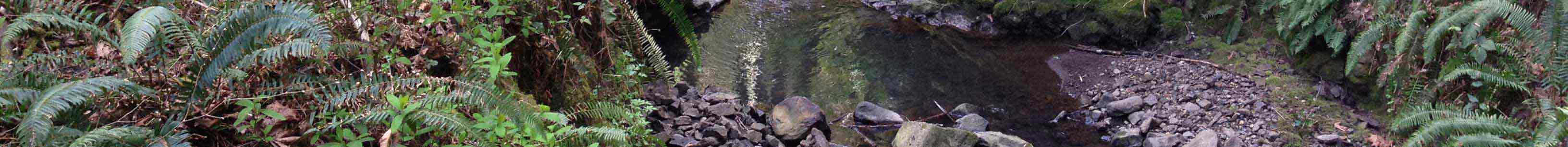 Upper Tryon Creek in Portland's Marshall Park